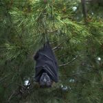 Daniel Mira: Nos estamos acercando demasiado a la vida silvestre