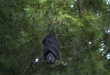 Daniel Mira: Nos estamos acercando demasiado a la vida silvestre