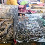 Tráfico ilegal de animales, una bomba sanitaria que ha estallado con el coronavirus