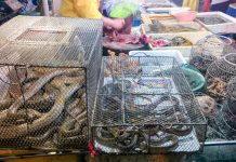 Tráfico ilegal de animales, una bomba sanitaria que ha estallado con el coronavirus