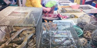 Tráfico ilegal de animales, una bomba sanitaria que ha estallado con el coronavirus