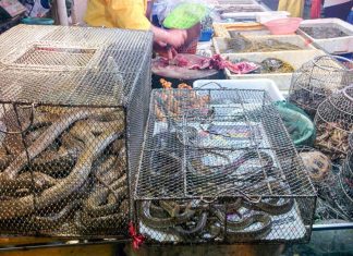 Tráfico ilegal de animales, una bomba sanitaria que ha estallado con el coronavirus