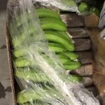 Holanda intercepta 4,500 kilos de cocaína ocultos entre plátanos de Costa Rica