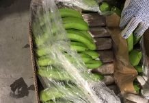 Holanda intercepta 4,500 kilos de cocaína ocultos entre plátanos de Costa Rica