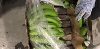 Holanda intercepta 4,500 kilos de cocaína ocultos entre plátanos de Costa Rica