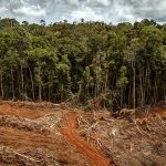 La UE, segundo responsable mundial de deforestación importada tras China