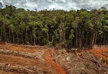 Delitos ambientales y lavado de dinero: el caso Perú