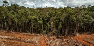 Delitos ambientales y lavado de dinero: el caso Perú