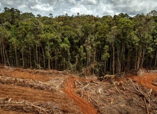 Delitos ambientales y lavado de dinero: el caso Perú