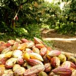 Hampa organizada y grupos irregulares mantienen en jaque a productores de cacao en Sucre