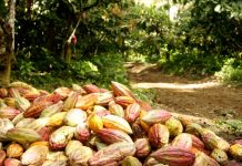 Hampa organizada y grupos irregulares mantienen en jaque a productores de cacao en Sucre