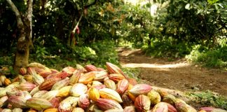 Hampa organizada y grupos irregulares mantienen en jaque a productores de cacao en Sucre