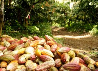 Hampa organizada y grupos irregulares mantienen en jaque a productores de cacao en Sucre