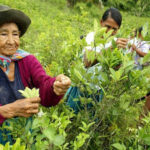 Amazon Underworld| Eslabones vulnerables: Narcotráfico en Mariscal Ramón Castilla