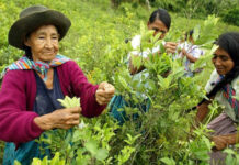 Amazon Underworld| Eslabones vulnerables: Narcotráfico en Mariscal Ramón Castilla