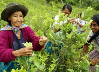 Amazon Underworld| Eslabones vulnerables: Narcotráfico en Mariscal Ramón Castilla