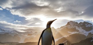 El coronavirus, la advertencia del planeta de que la humanidad debe cambiar