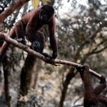 La deforestación y el riesgo de nuevas enfermedades: ¿El próximo coronavirus vendrá de la Amazonía?