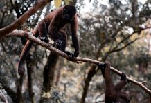 La deforestación y el riesgo de nuevas enfermedades: ¿El próximo coronavirus vendrá de la Amazonía?