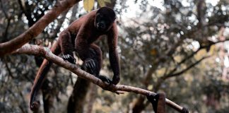 La deforestación y el riesgo de nuevas enfermedades: ¿El próximo coronavirus vendrá de la Amazonía?