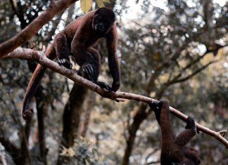 La deforestación y el riesgo de nuevas enfermedades: ¿El próximo coronavirus vendrá de la Amazonía?