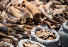 La pandemia dificulta pero no paraliza el tráfico de especies salvajes