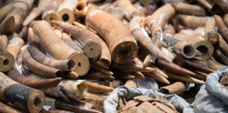 El foco en los delitos ambientales