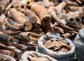 El foco en los delitos ambientales