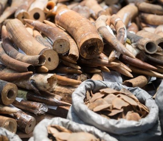 La pandemia dificulta pero no paraliza el tráfico de especies salvajes