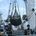 Alertan sobre el auge de la pesca ilegal del régimen chino en aguas de América Latina