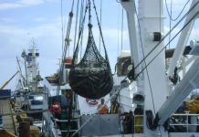 Alertan sobre el auge de la pesca ilegal del régimen chino en aguas de América Latina