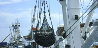 Alertan sobre el auge de la pesca ilegal del régimen chino en aguas de América Latina