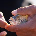 A pesar de la pandemia, la pesca ilegal no se detiene