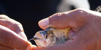 A pesar de la pandemia, la pesca ilegal no se detiene