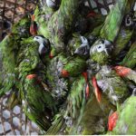 Contrabandistas arrojaron al mar 47 aves exóticas de Venezuela