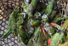 Contrabandistas arrojaron al mar 47 aves exóticas de Venezuela