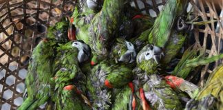 Contrabandistas arrojaron al mar 47 aves exóticas de Venezuela