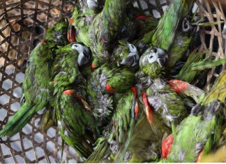 Contrabandistas arrojaron al mar 47 aves exóticas de Venezuela