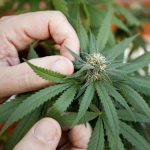 España| Localizan 257 kilos de marihuana oculta en vísceras de animales