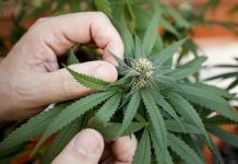 España| Localizan 257 kilos de marihuana oculta en vísceras de animales