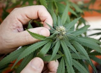 España| Localizan 257 kilos de marihuana oculta en vísceras de animales