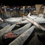 La red de tráfico de drogas de «El Chapo» en tiburones congelados