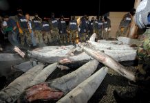 La red de tráfico de drogas de «El Chapo» en tiburones congelados