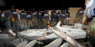 La red de tráfico de drogas de «El Chapo» en tiburones congelados