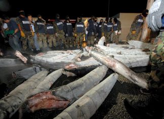 La red de tráfico de drogas de «El Chapo» en tiburones congelados