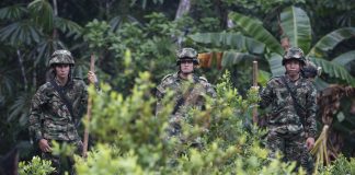 Especial| La cocaína universal