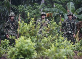 Especial| La cocaína universal