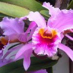 Científicos venezolanos revelan extinción de cinco especies de la flora del país