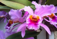 Científicos venezolanos revelan extinción de cinco especies de la flora del país