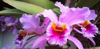 Científicos venezolanos revelan extinción de cinco especies de la flora del país